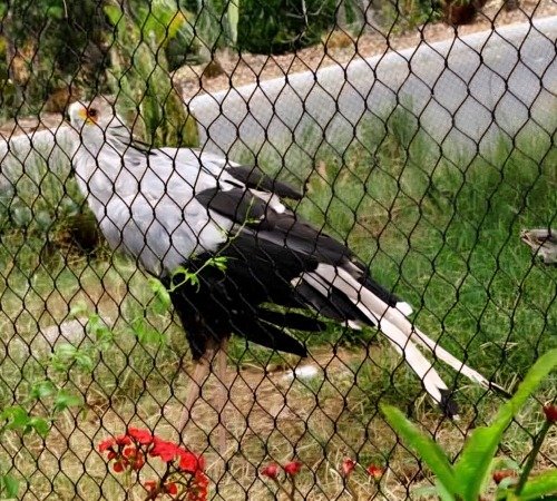 Bird in Black Mesh Aviary
