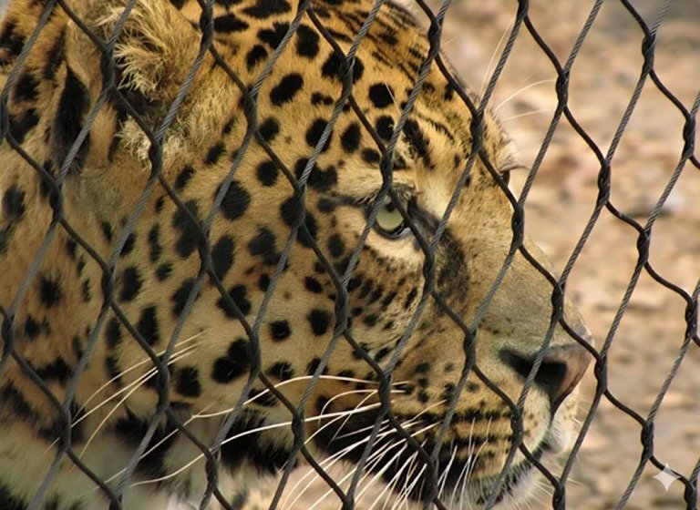 Leopard in Black Mesh Cage
