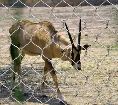 Antelope Exhibit