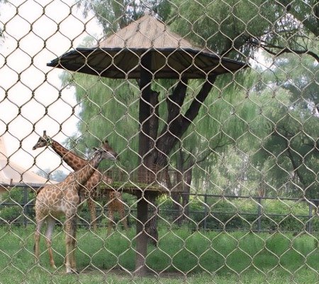 Giraffe in Aviary/Enclosure