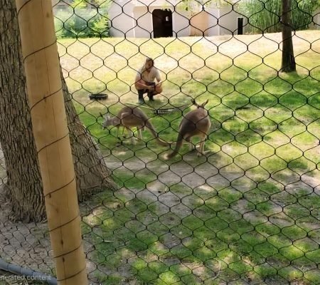 Kangaroos Exhibit