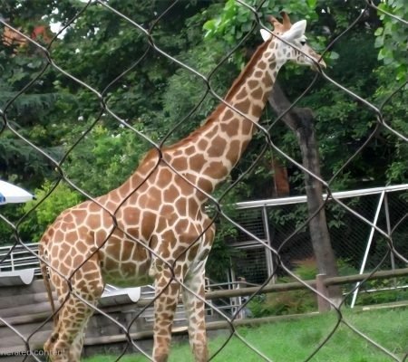 Vertical Giraffe Fence