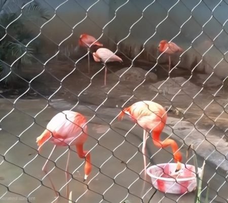Flamingo Fence Netting
