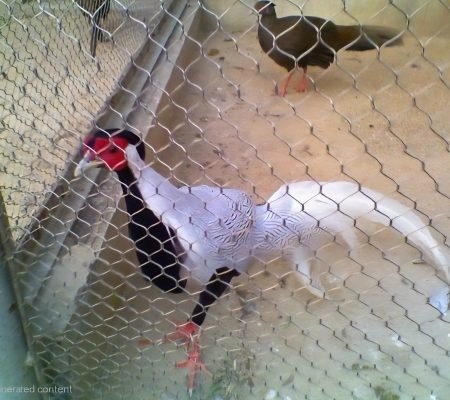 Pheasants Cage Netting