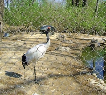 Red-crowned Crane Fence Netting
