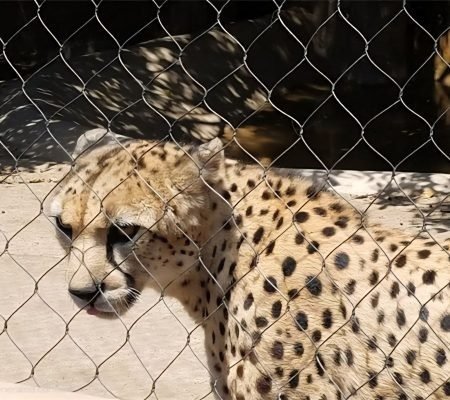 Cheetah Enclosure