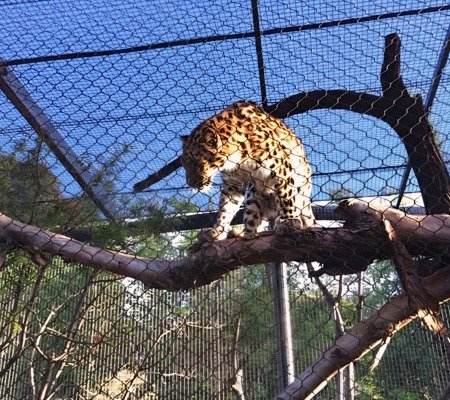 Leopard in High Enclosure