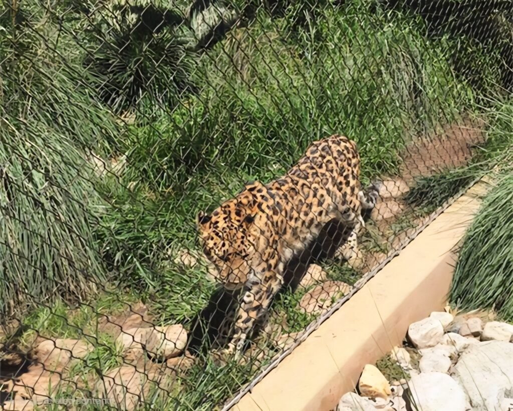 Leopard Protective Mesh