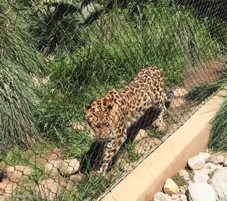 Leopard Walking on Trail