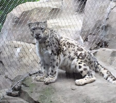 Snow Leopard Close-up