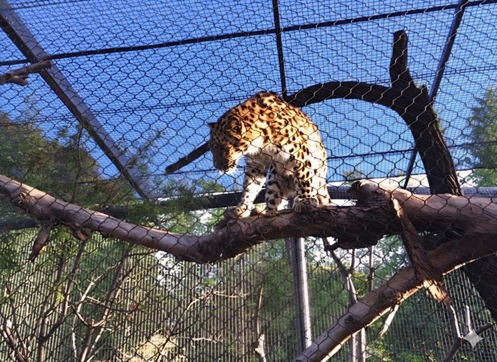 Snow Leopard Enclosure