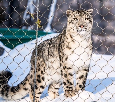 Snow Leopard in Snow Exhibit