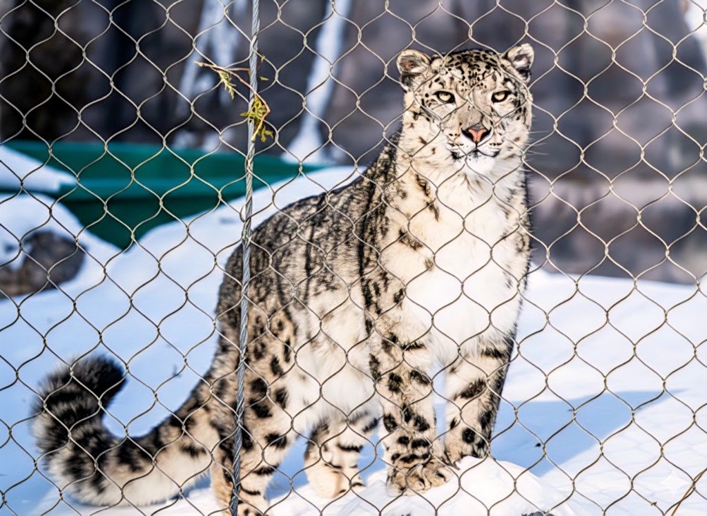 Snow Leopard Enclosure Fencing