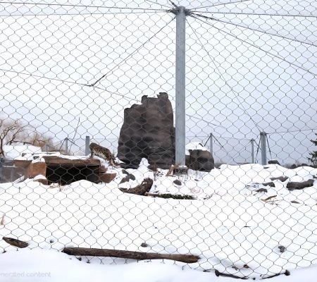 Snow Leopard Exhibit Wide View