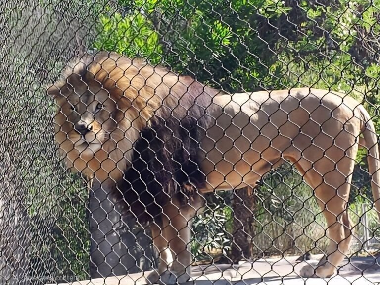 Lion Exhibit Mesh