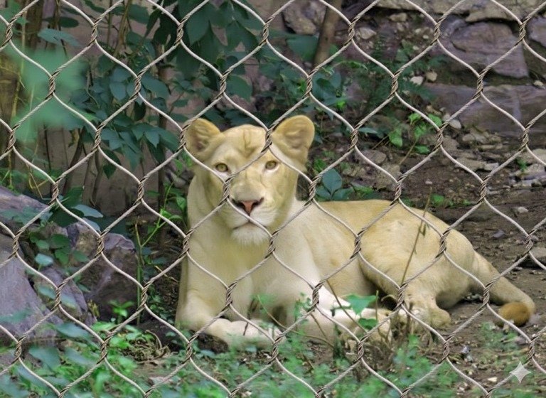 Lion Fence Netting
