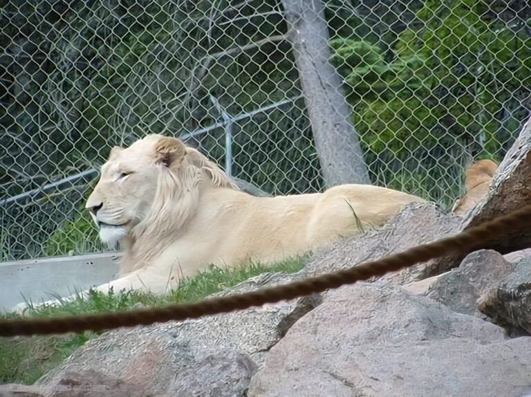 Lion Habitat Enclosure