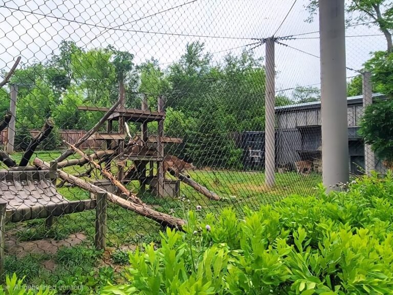 Mountain Lion Exhibit