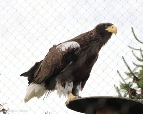 Eagle in Zoo Enclosure