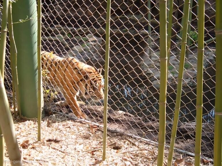 Sumatran Tiger Exhibit