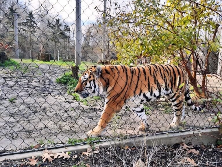 Tiger Exhibit Black Mesh