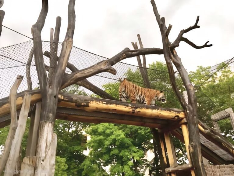 Tiger Passage Netting