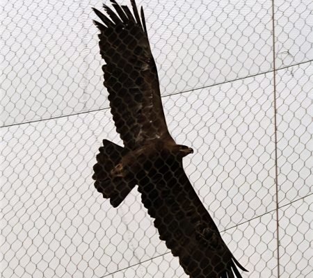 Eagle Flying Against Mesh