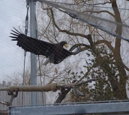 Eagle aviary mesh, eagle enclosure fence mesh