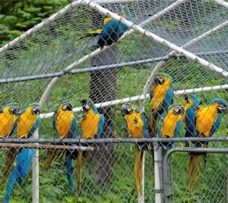 Macaws on Perch