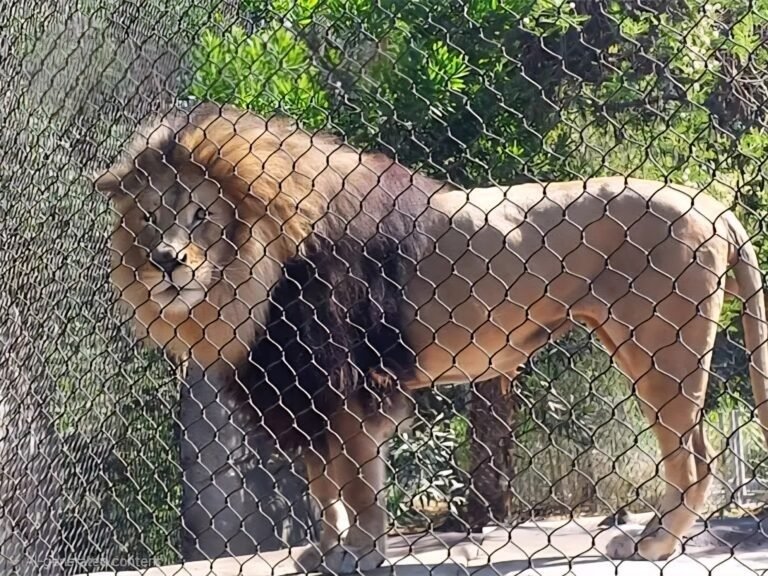 Lion Enclosure Mesh
