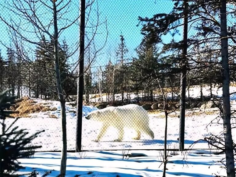 Polar Bear Exhibit Mesh
